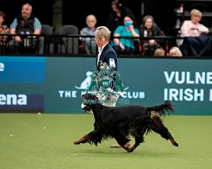 British Vulnerable Breed Competition Crufts 2022 Gundog Group Judging Crufts 2022
