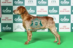 Sunday Prints: Brittany Best of Breed Crufts 2026