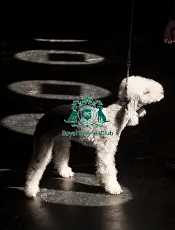 Bedlington Terrier Prints: Brody, a Bedlington Terrier, being shown in Ring 12 today (Thursday 06/03/25)