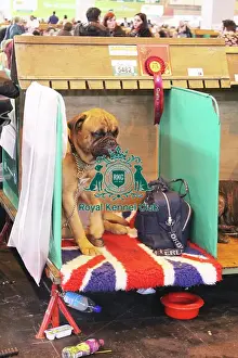 bull mastiff