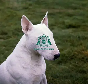 Terrier Group Prints: Bull Terrier