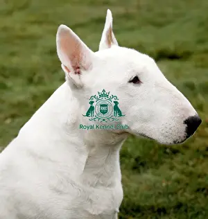 Bull Terrier