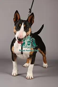 Crufts 2013 Prints: Bull Terrier