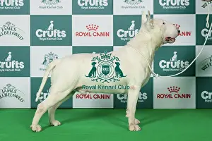 Bull Terrier Best of Breed Crufts 2026