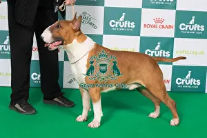 Crufts 2025 Best Of Breed Prints: Bull Terrier BOB