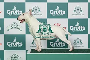 Friday Prints: Bull Terrier (Miniature) Best of Breed Crufts 2026
