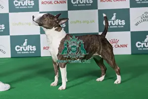 Bull Terrier (Miniature) BOB
