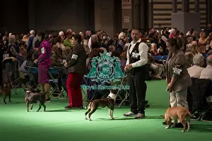 Terrier Group Prints: A Bull Terrier (Miniature), being shown in Ring 11