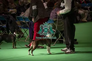 Terrier Group Prints: A Bull Terrier (Miniature), being shown in Ring 11