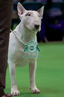 Bull Terrier Prints: Bull Terrier Portrait waiting for Breed Judging