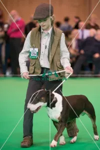 Bull terrier ring store