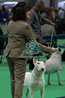 Hall 1 Prints: Bull Terrier Showing - Hall 1
