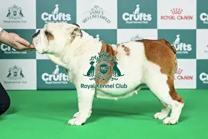 Saturday Prints: Bulldog Best of Breed Crufts 2026