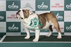 Bulldog Prints: Bulldog BOB