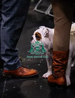 Bulldog Prints: Bulldog Judging