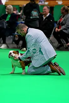 Bulldog Prints: Bulldog Judging