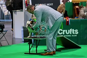 Bulldog Prints: Bulldog showing