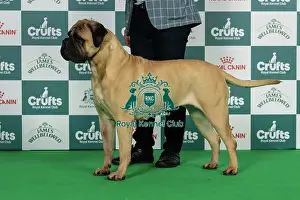 Thursday Prints: Bullmastiff Best of Breed Crufts 2026 Int/nl/bel Ch Paris De L'arche Des Loups Anges avec Optimus (Imp Fra)