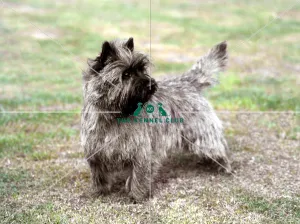 Cairn Terrier