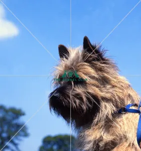 Cairn Terrier