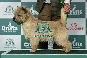 Friday Prints: Cairn Terrier Best of Breed Crufts 2026