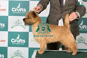 Crufts 2025 Best Of Breed Prints: Cairn Terrier BOB