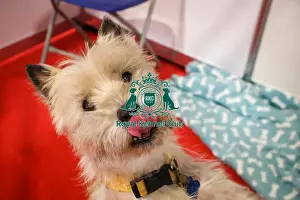 Thursday Prints: Cairn Terrier Discover Dogs