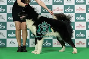 Thursday Prints: Canadian Eskimo Dog Best of Breed Crufts 2026