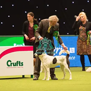 CANaN DOG Best of Breed Crufts 2017