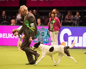Crufts 2017 Prints: CANaN DOG Best of Breed Crufts 2017