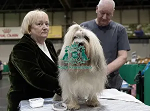 Lowchen Little Lion Dog Prints: Carol Kirby from Liverpool with Woody Woodpecker