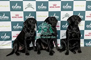 Dog Name Prints: Case Study - Kira Leith-Ross, from Stainton Village