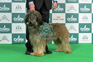 Thursday Prints: Catalan Sheepdog Best of Breed Crufts 2026