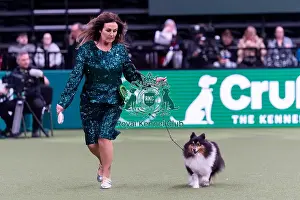 Shetland Sheepdog Prints: Catherina Dunne from Dublin, Ireland with Katy