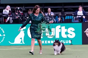 Shetland Sheepdog Prints: Catherina Dunne from Dublin, Ireland with Katy