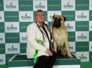 Official photos from Crufts 2023: Cathy Latter from Chester with Gwen, a Bullmastiff, which was the Best of Breed winner today