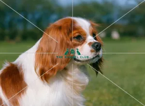 Cavalier King Charles Spaniel