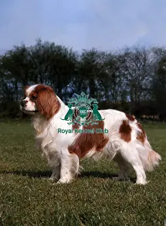 Cavalier King Charles Spaniel