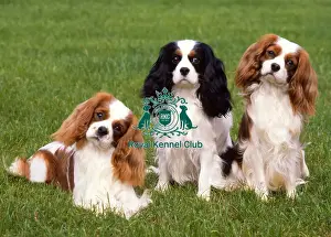 Toy Group Prints: Cavalier King Charles Spaniel