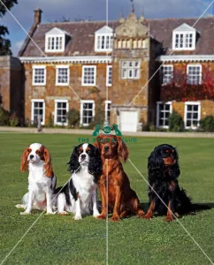 Cavalier King Charles Spaniel