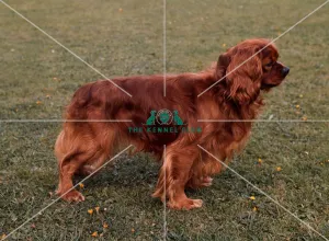 Cavalier King Charles Spaniel