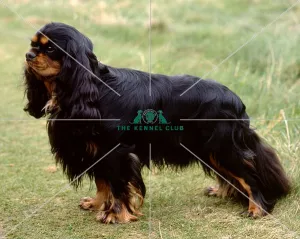 Cavalier King Charles Spaniel