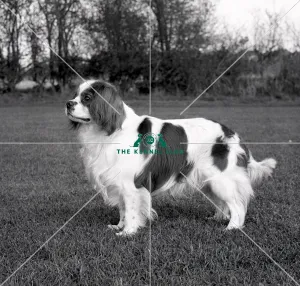 Cavalier King Charles Spaniel