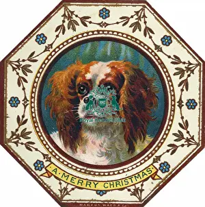 Cavalier King Charles Spaniel