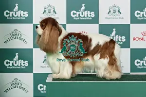 Saturday Prints: Cavalier King Charles Spaniel Best of Breed Crufts 2026