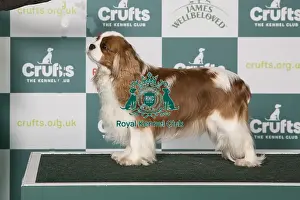 Cavalier King Charles Spaniel BOB
