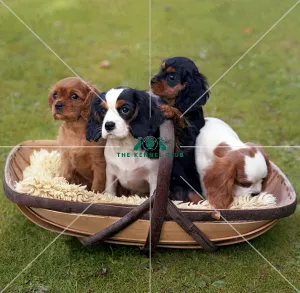 Cavalier King Charles Spaniel puppies