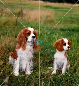 Cavalier King Charles Spaniel