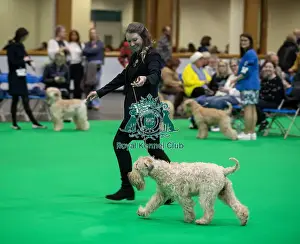 Soft Coated Wheaten Terrier Prints: Celtannia Madamex at Mayaursana