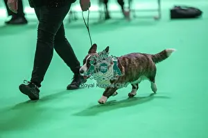 Breed Judging Prints: Ceranda Gower Diamond JW